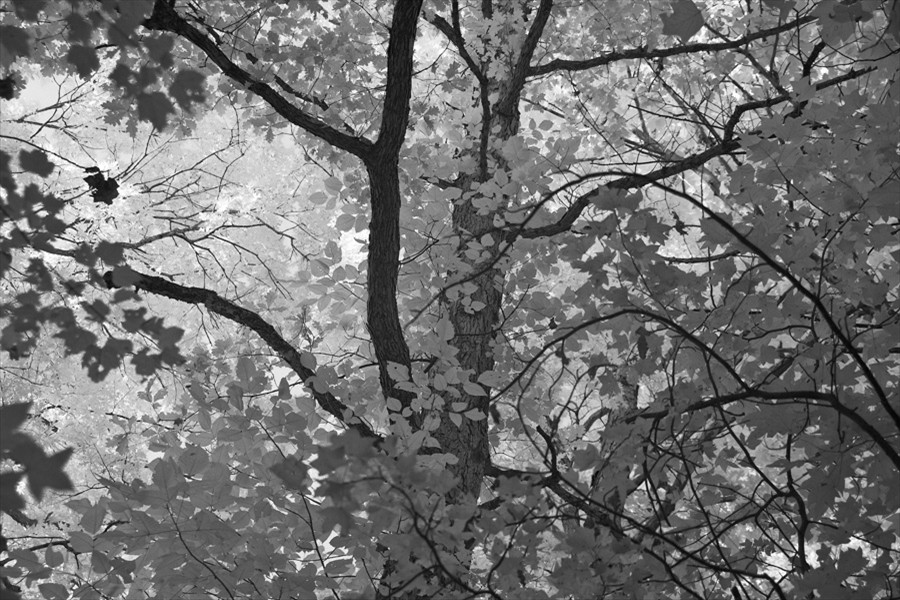 Trees_0035