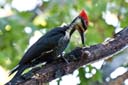 Woodpecker - Chesterfield Mews